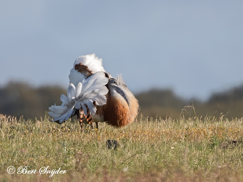 Great Bustard Bird Hide BSP7 Portugal