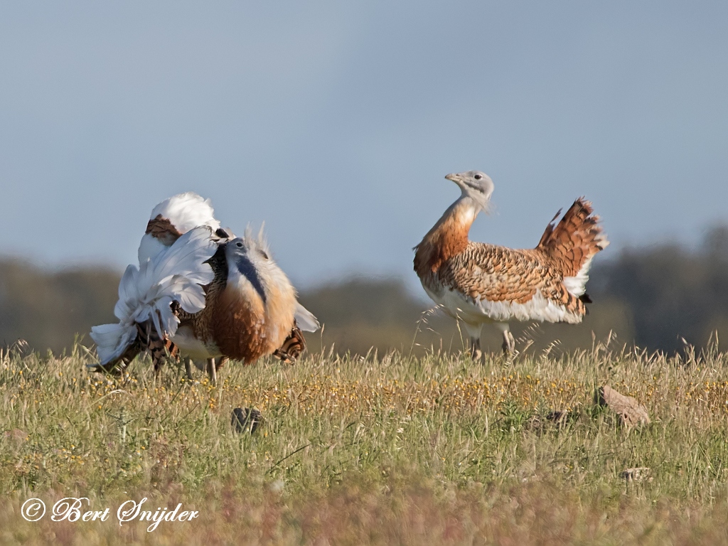 Great Bustard Bird Hide BSP7 Portugal