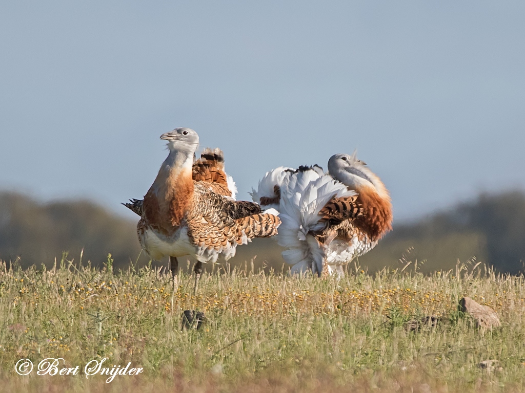 Great Bustard Bird Hide BSP7 Portugal