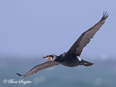 Great Cormorant Birding Portugal