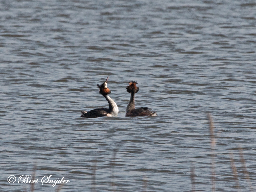 Great Crested Grebe Birding Portugal