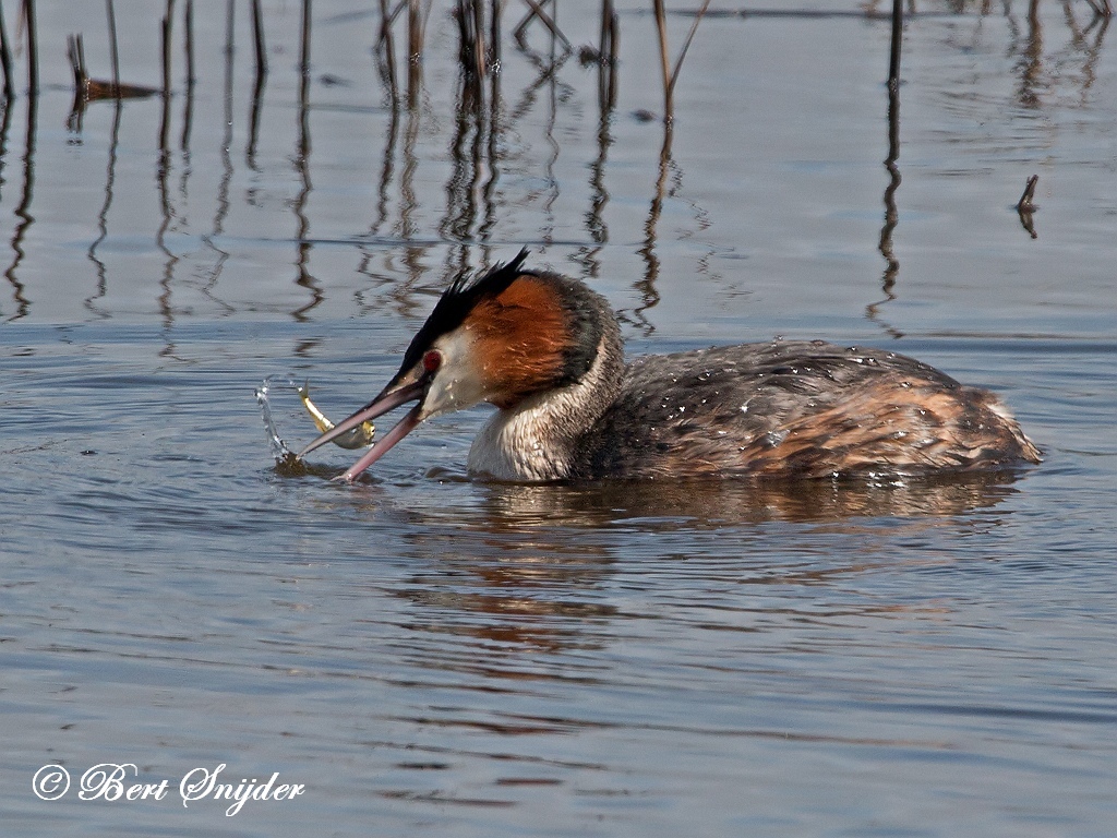 Great Crested Grebe Birding Portugal