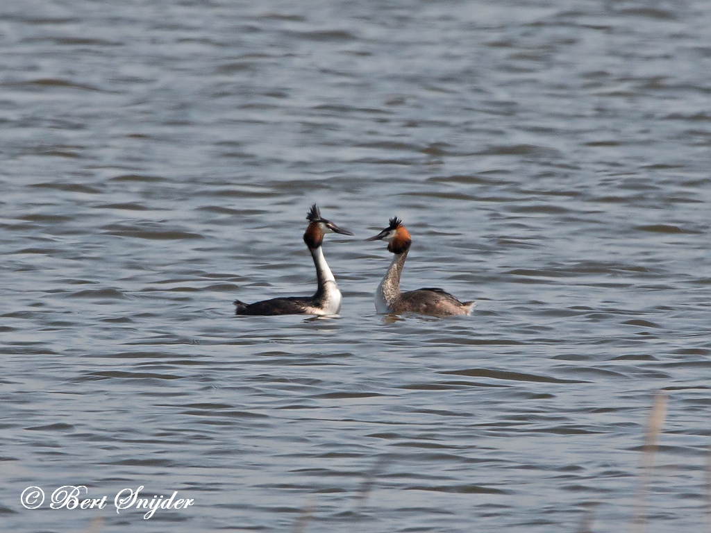 Great Crested Grebe Birding Portugal