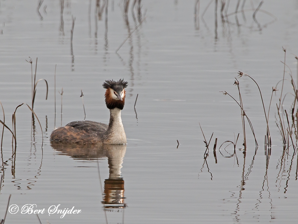 Great Crested Grebe Birding Portugal