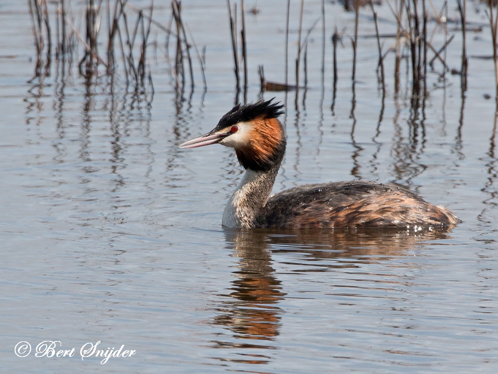 Great Crested Grebe Birding Portugal