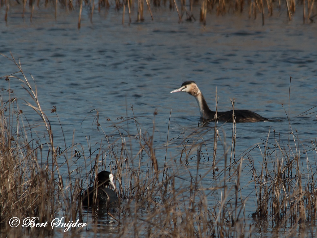 Great Crested Grebe Birding Portugal