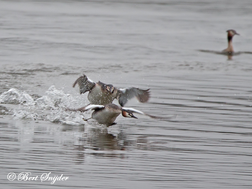 Great Crested Grebe Birding Portugal