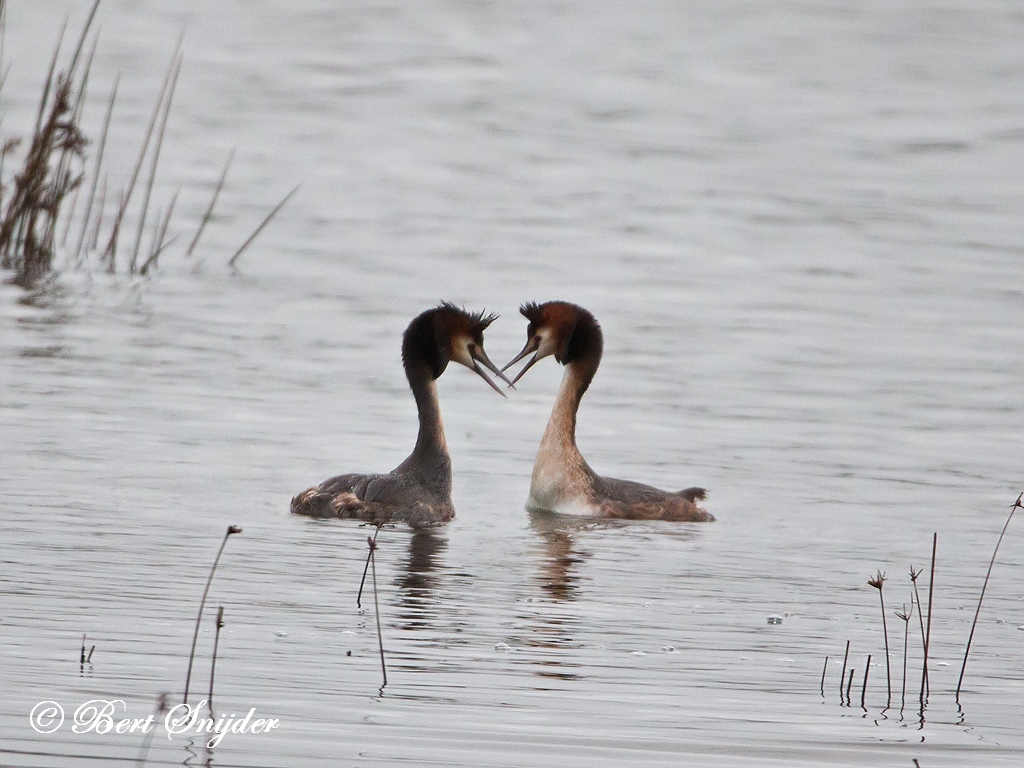 Great Crested Grebe Birding Portugal