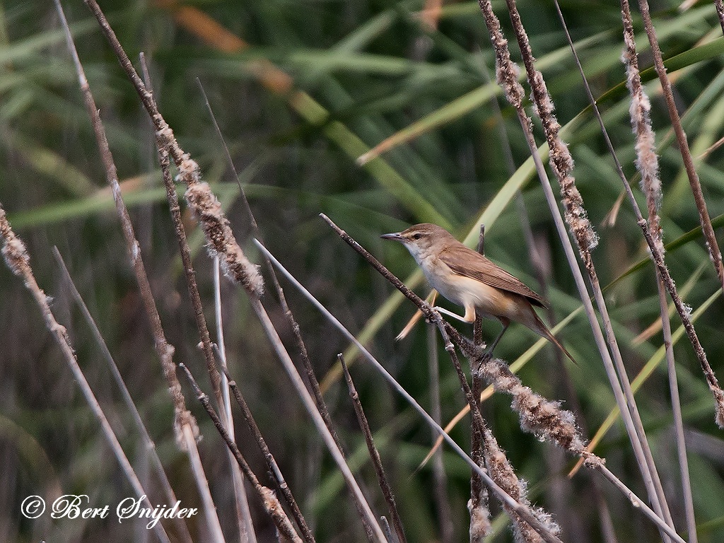 Great Reed Warbler Birding Portugal