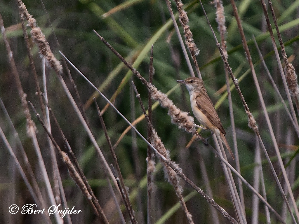 Great Reed Warbler Birding Portugal