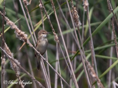 Great Reed Warbler Birding Portugal