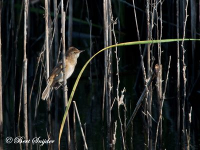 Great Reed Warbler Birding Portugal