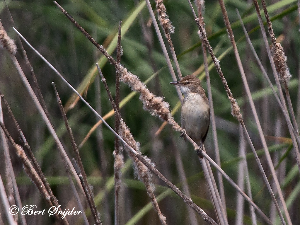 Great Reed Warbler Birding Portugal