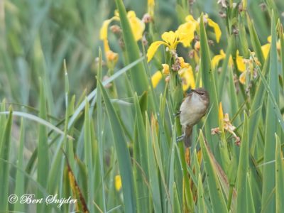 Great Reed Warbler Birding Portug