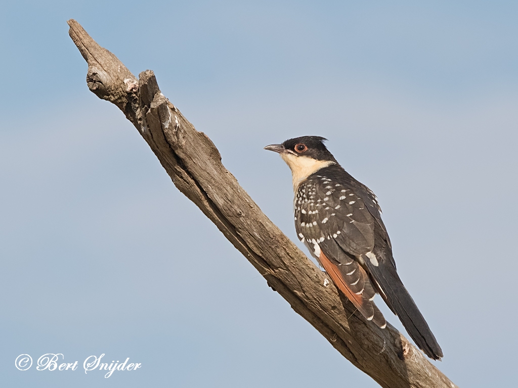 Great Spotted Cuckoo Birding Portugal