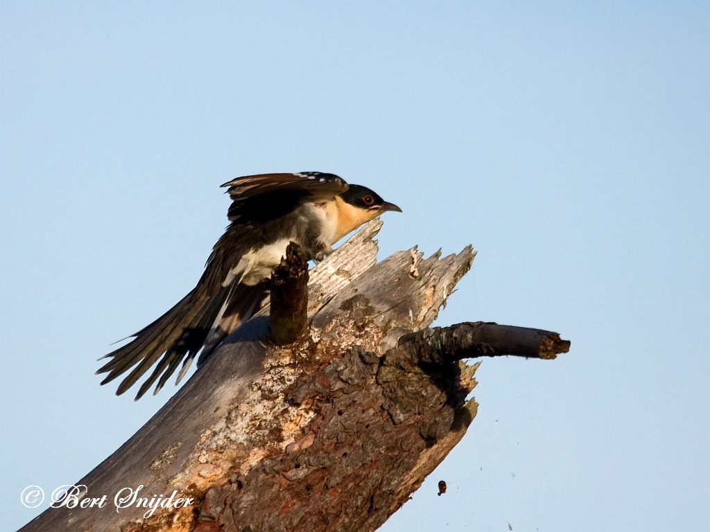 Great Spotted Cuckoo Birding Portugal