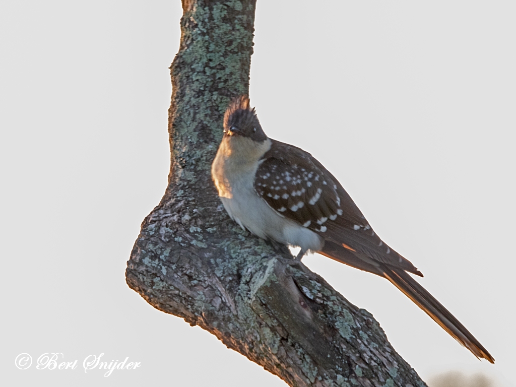 Great Spotted Cuckoo Birding Portugal