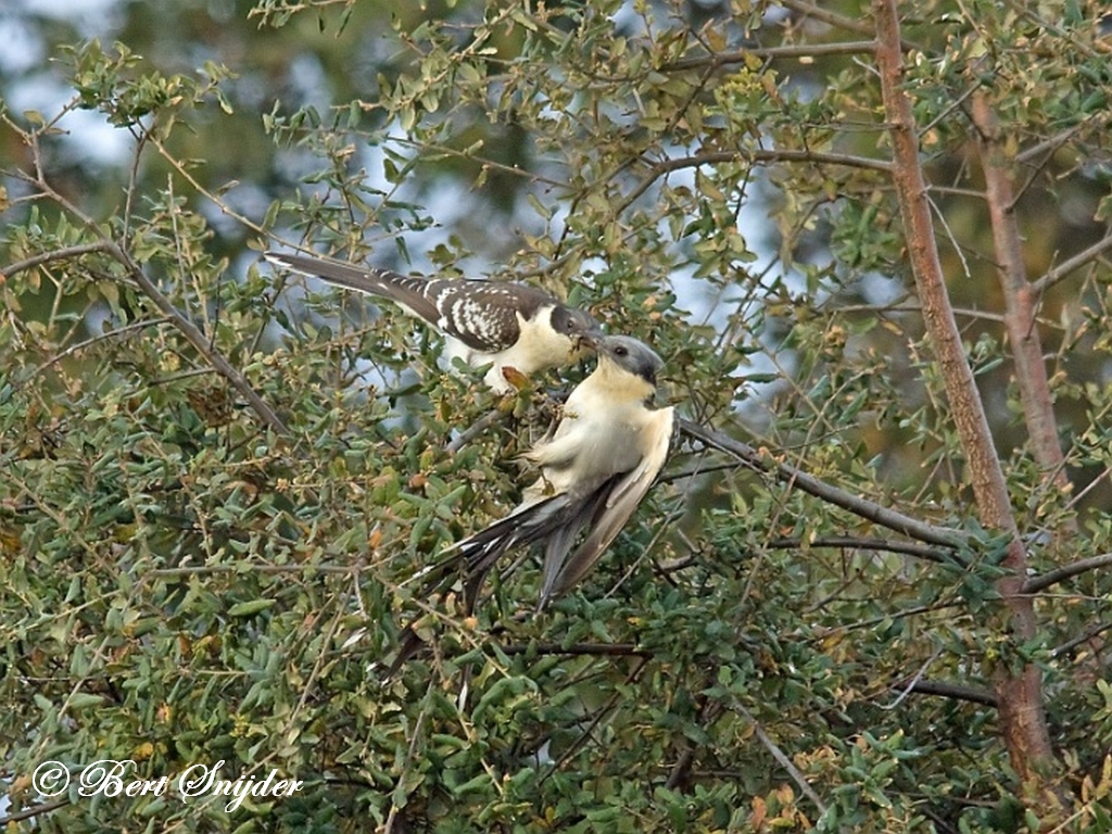 Great Spotted Cuckoo Birding Portugal