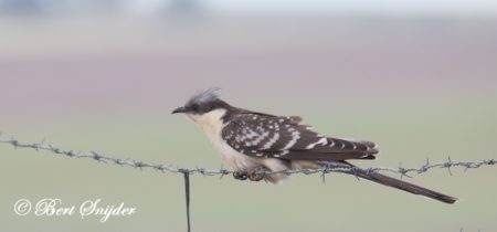 Great Spotted Cuckoo Birding Portugal