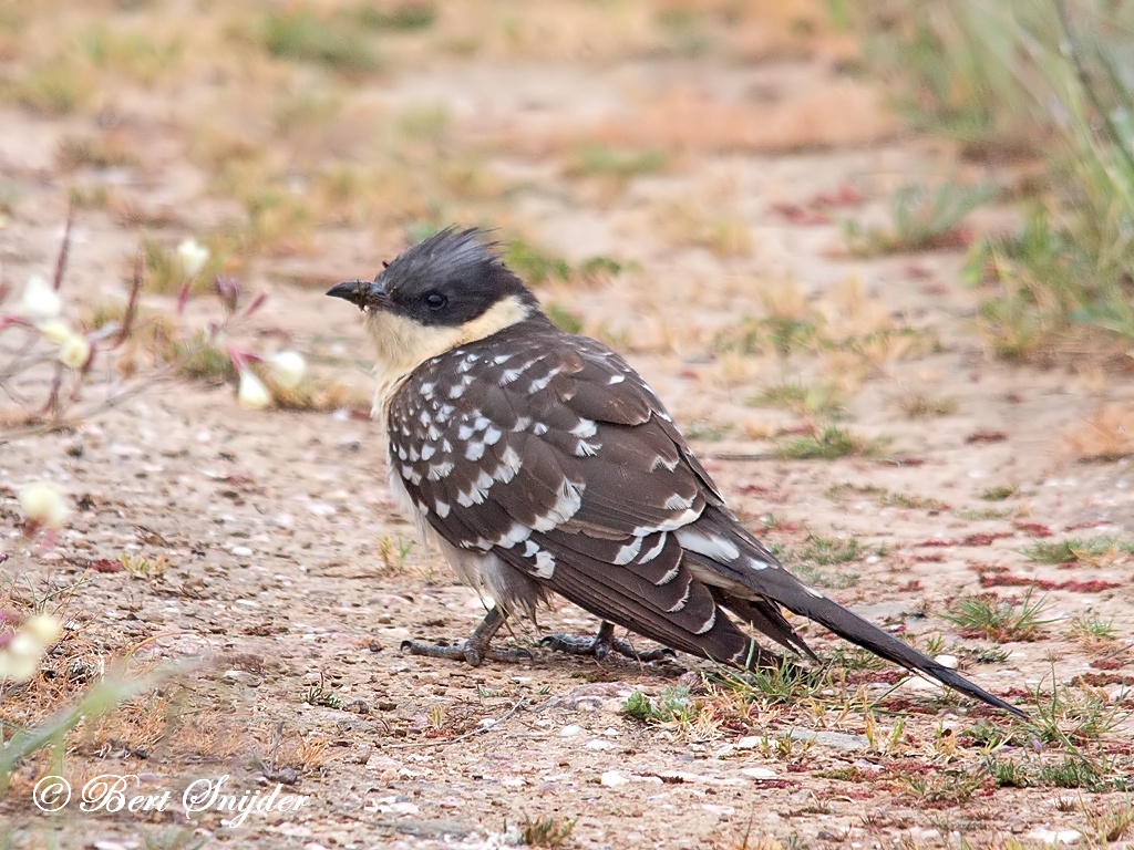 Great Spotted Cuckoo Birding Portugal