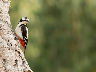Great Spotted Woodpecker Birding Portugal