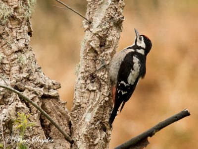Great Spotted Woodpecker Birding Portugal