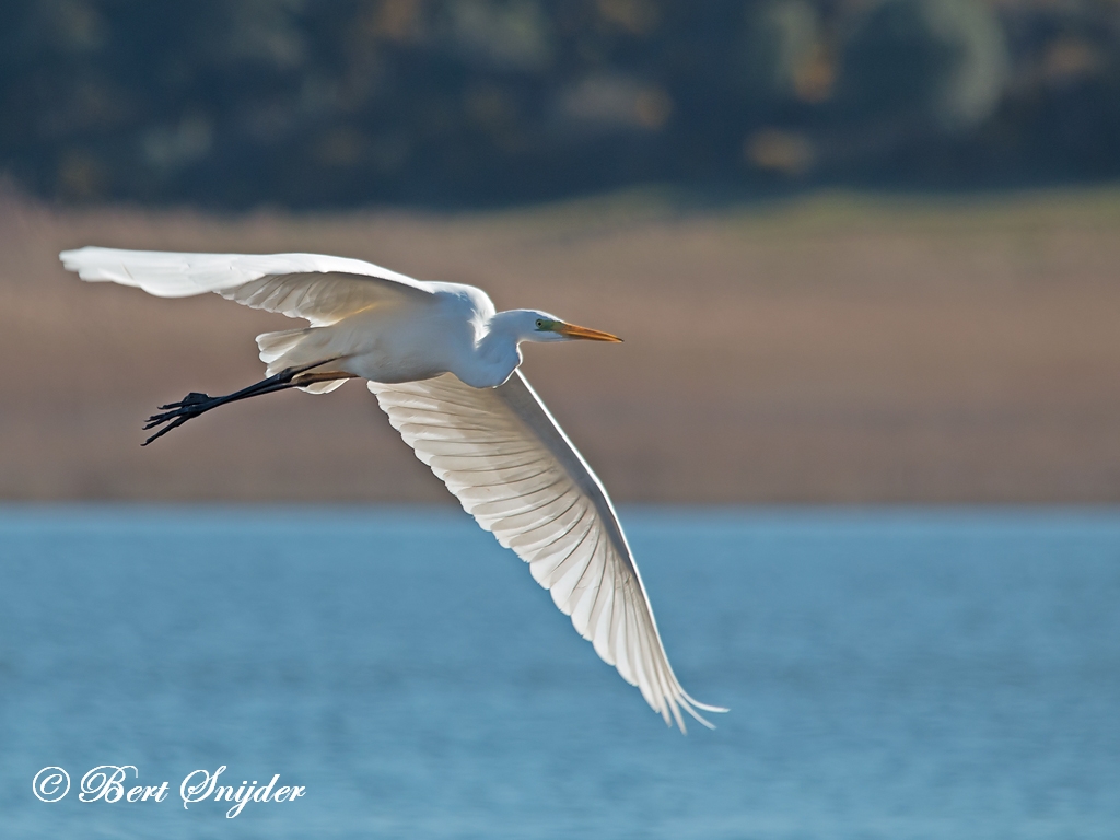 Great Egret Birding Portugal