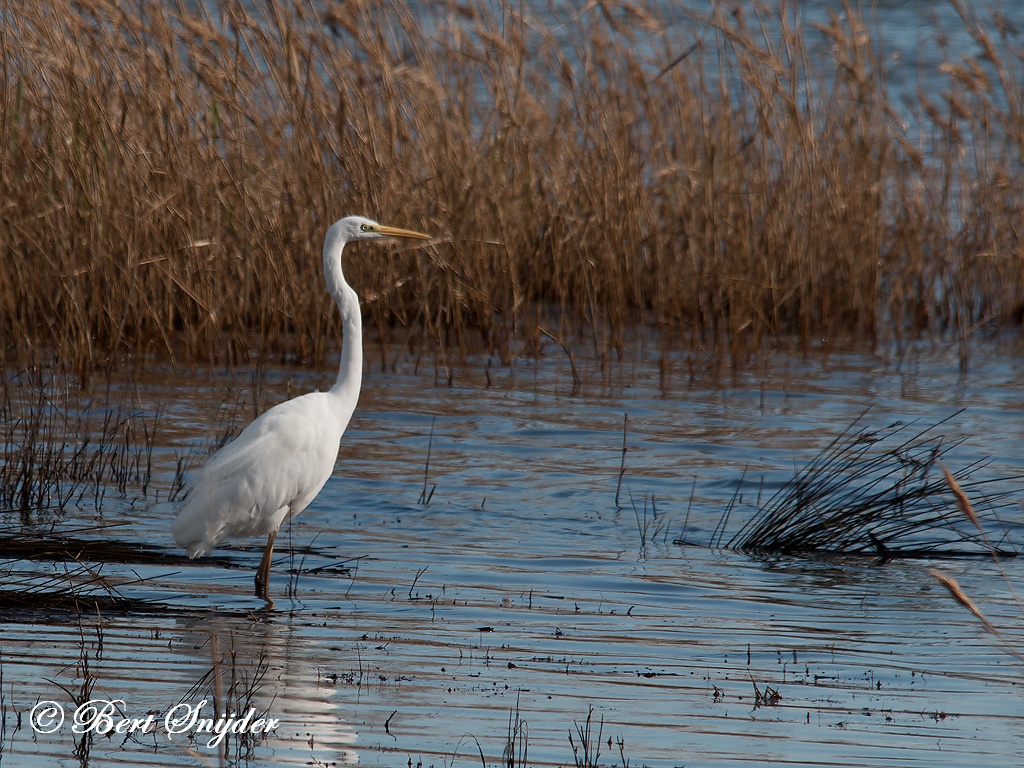 Great Egret Birding Portugal