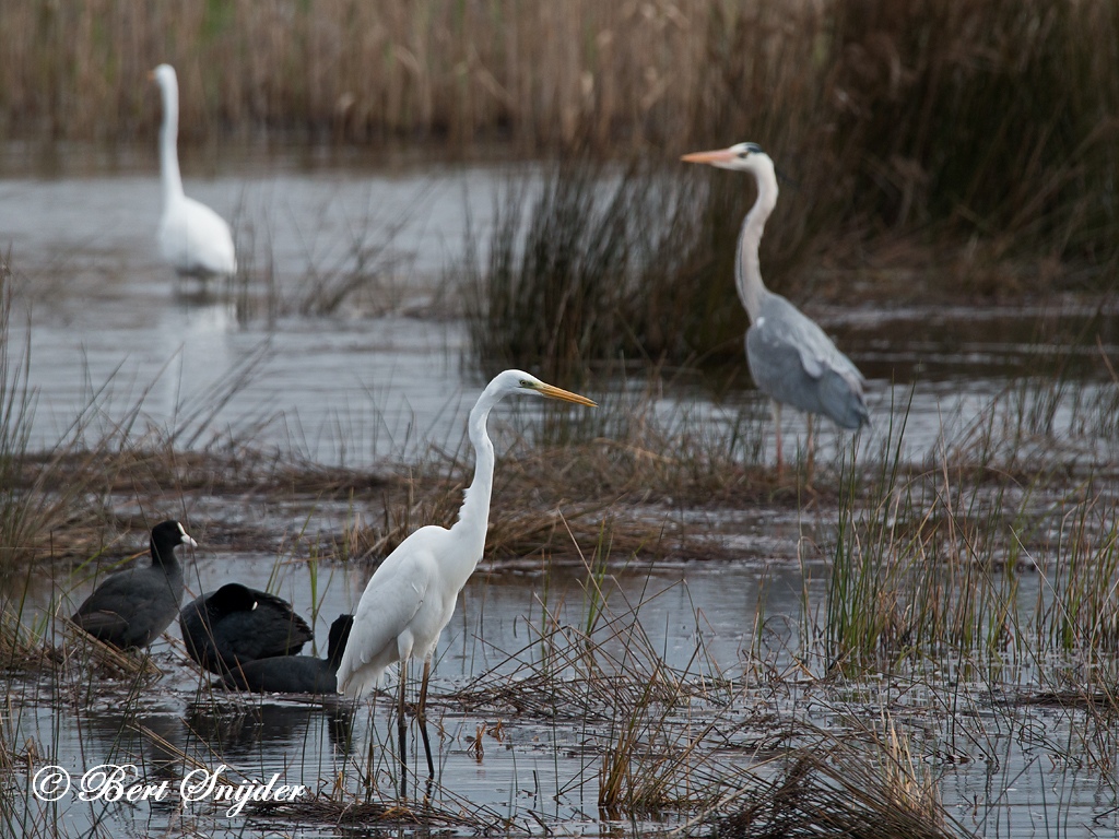 Great Egret Birding Portugal