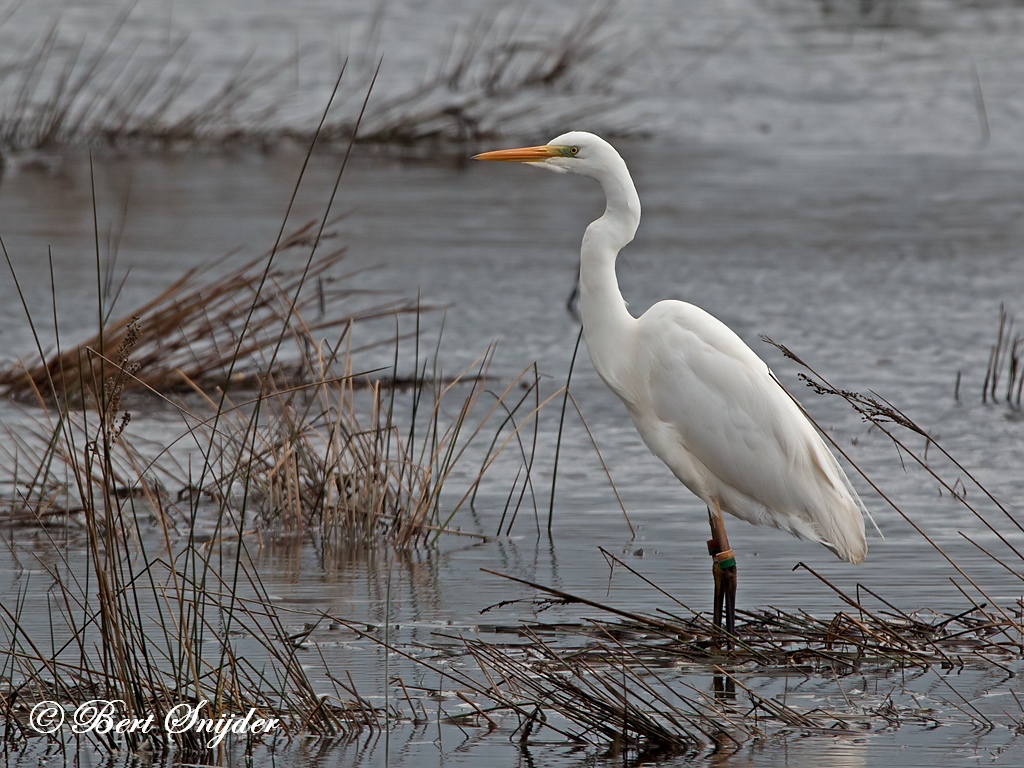 Great Egret Birding Portugal