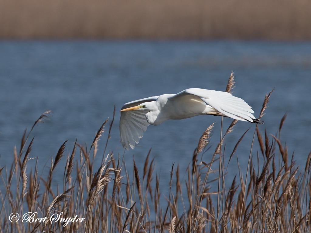 Great Egret Birding Portugal