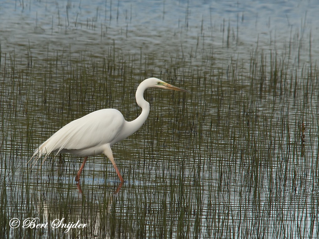 Great Egret Birding Portugal