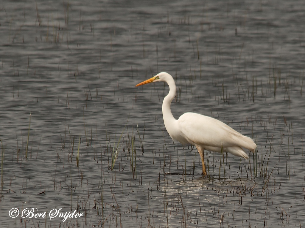 Great Egret Birding Portugal