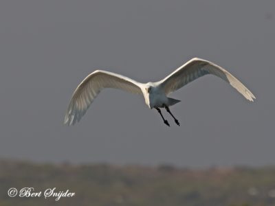 Great Egret Birding Portugal