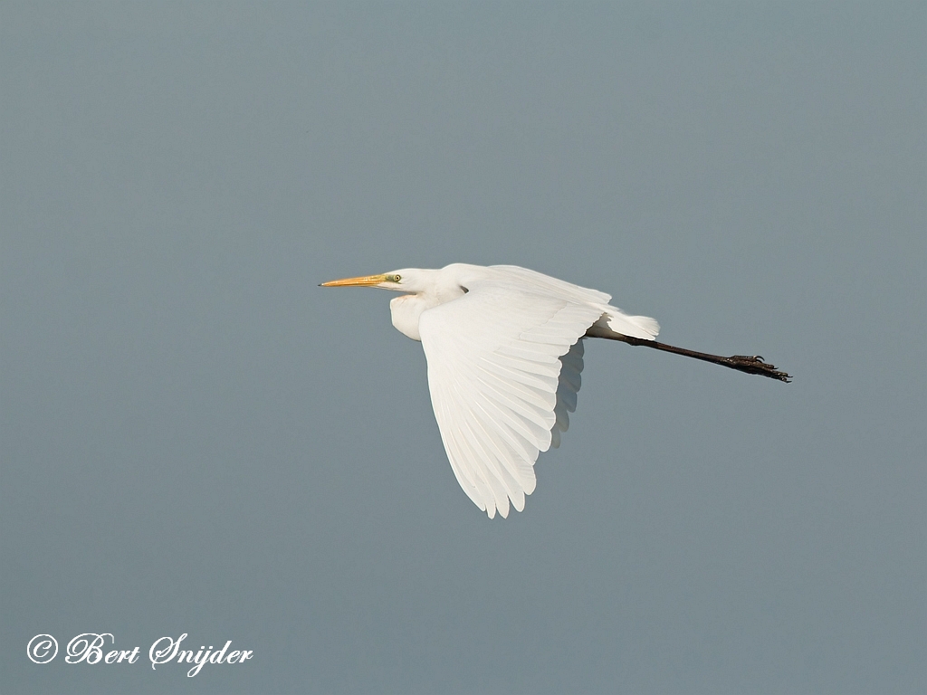 Great Egret Birding Portugal