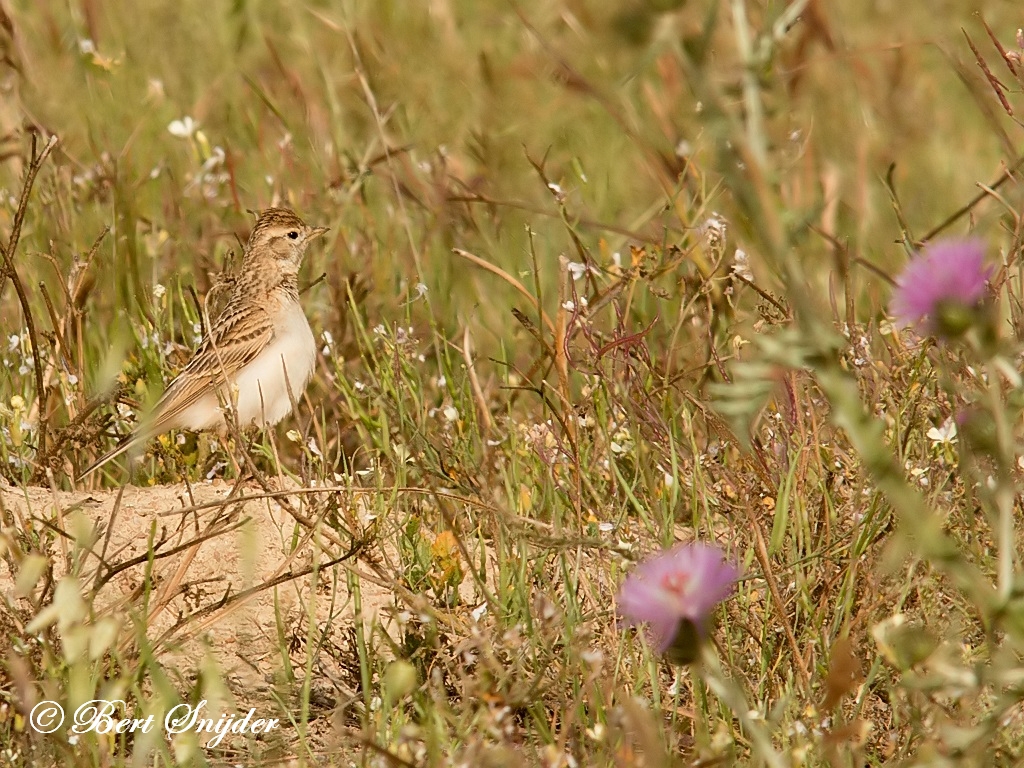 Greater Short-toed Lark Birding Portugal