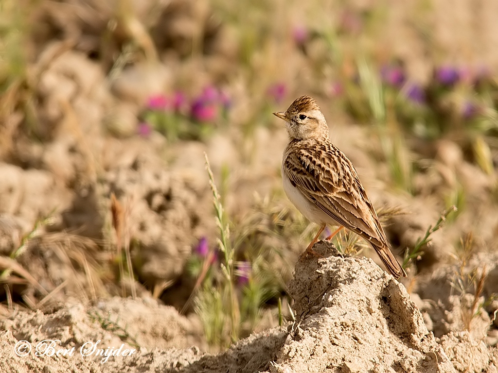 Greater Short-toed Lark Birding Portugal