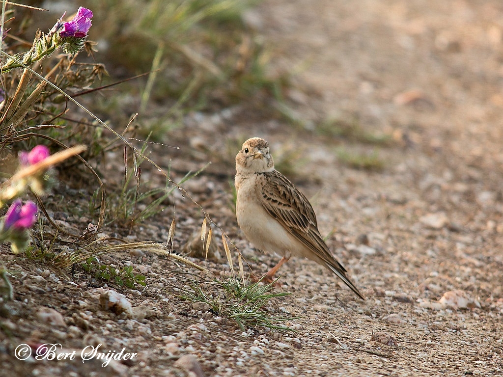 Greater Short-toed Lark Birding Portugal