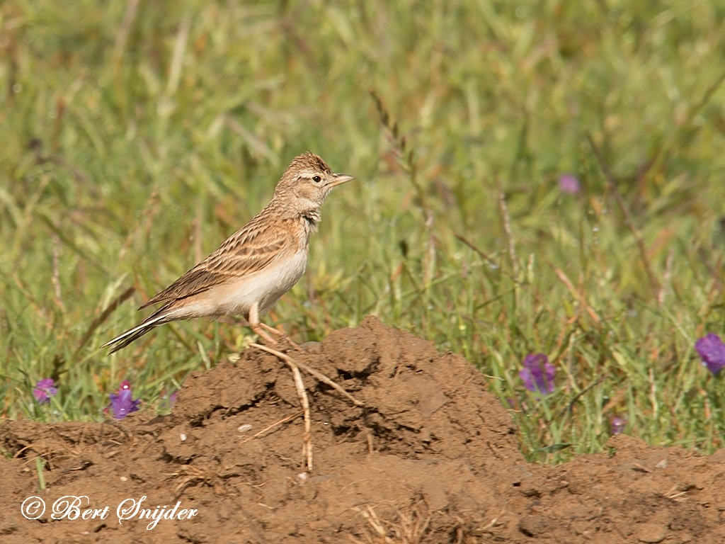 Greater Short-toed Lark Birding Portugal