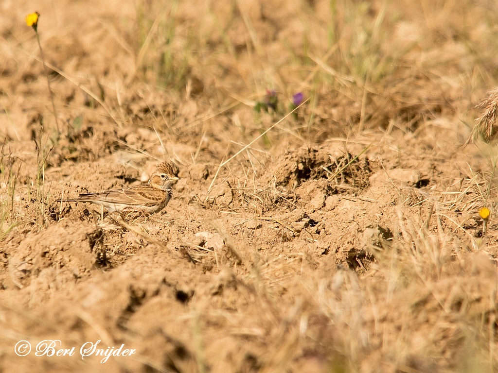 Greater Short-toed Lark Birding Portugal