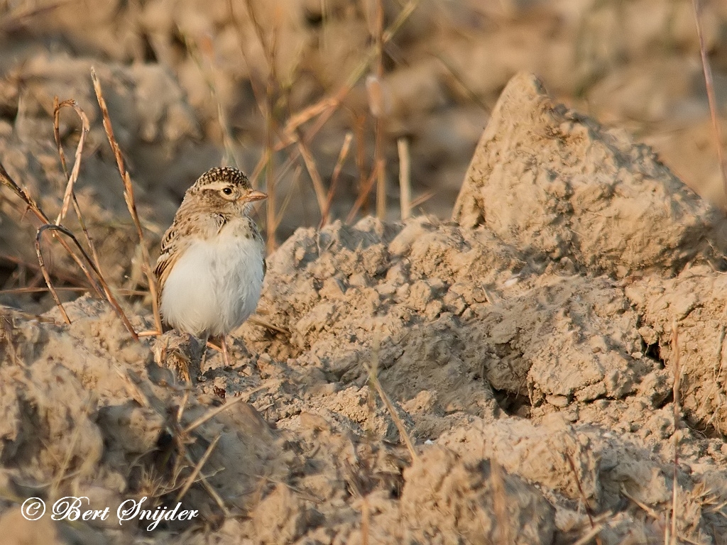 Greater Short-toed Lark Birding Portugal