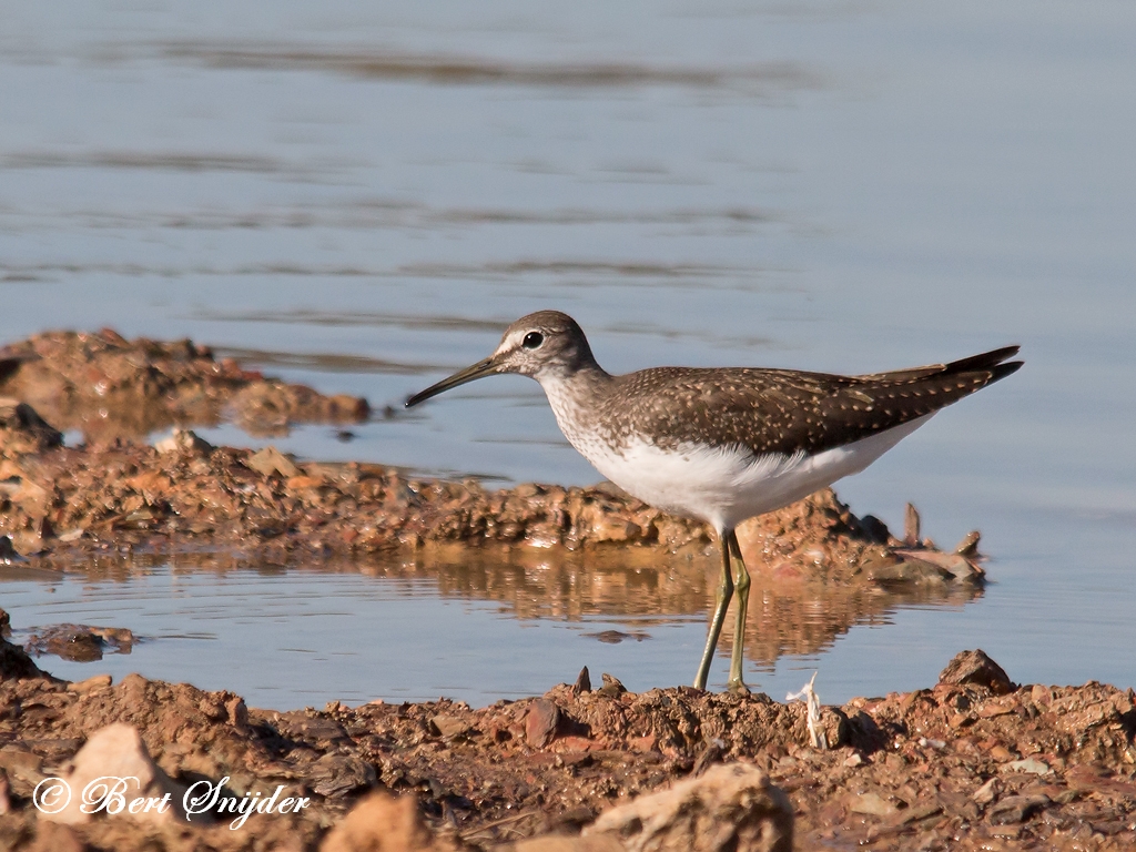 Green Sandpiper Birding Portugal