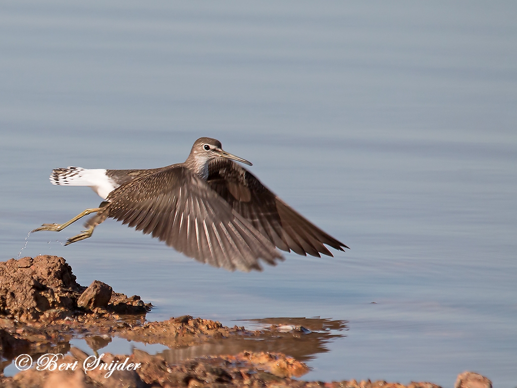 Green Sandpiper Birding Portugal