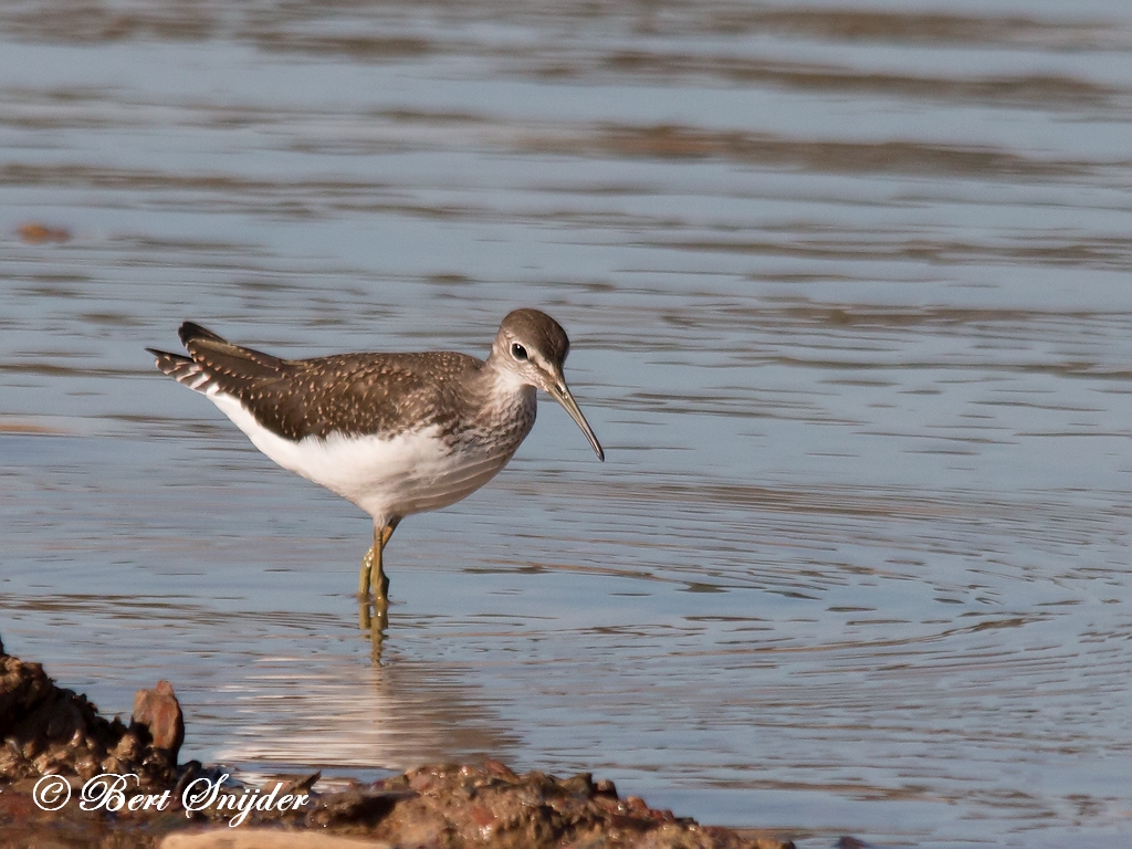 Green Sandpiper Birding Portugal