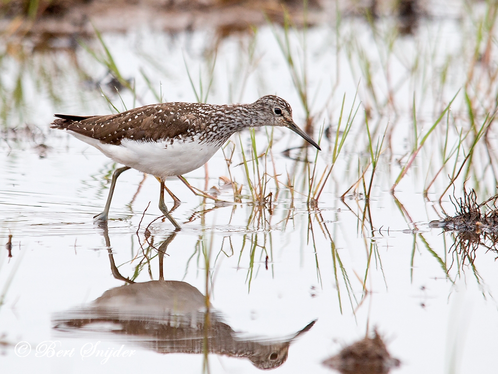 Green Sandpiper Birding Portugal