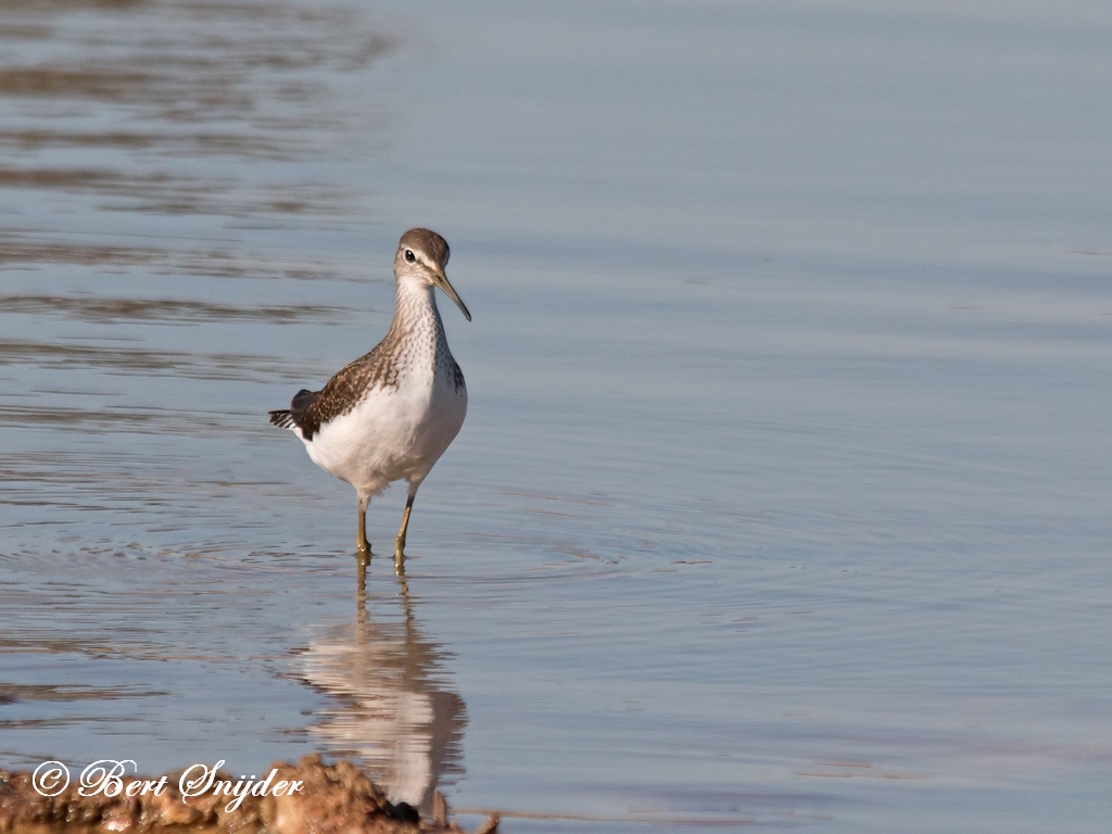 Green Sandpiper Birding Portugal