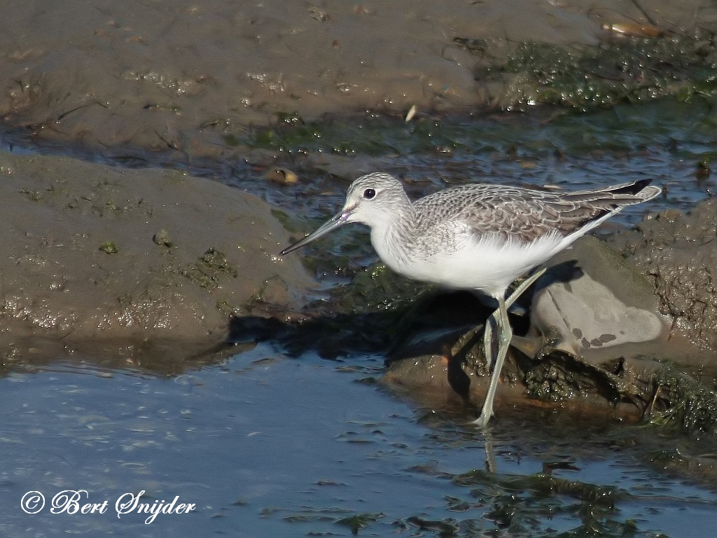 Greenshank Birding Portugal