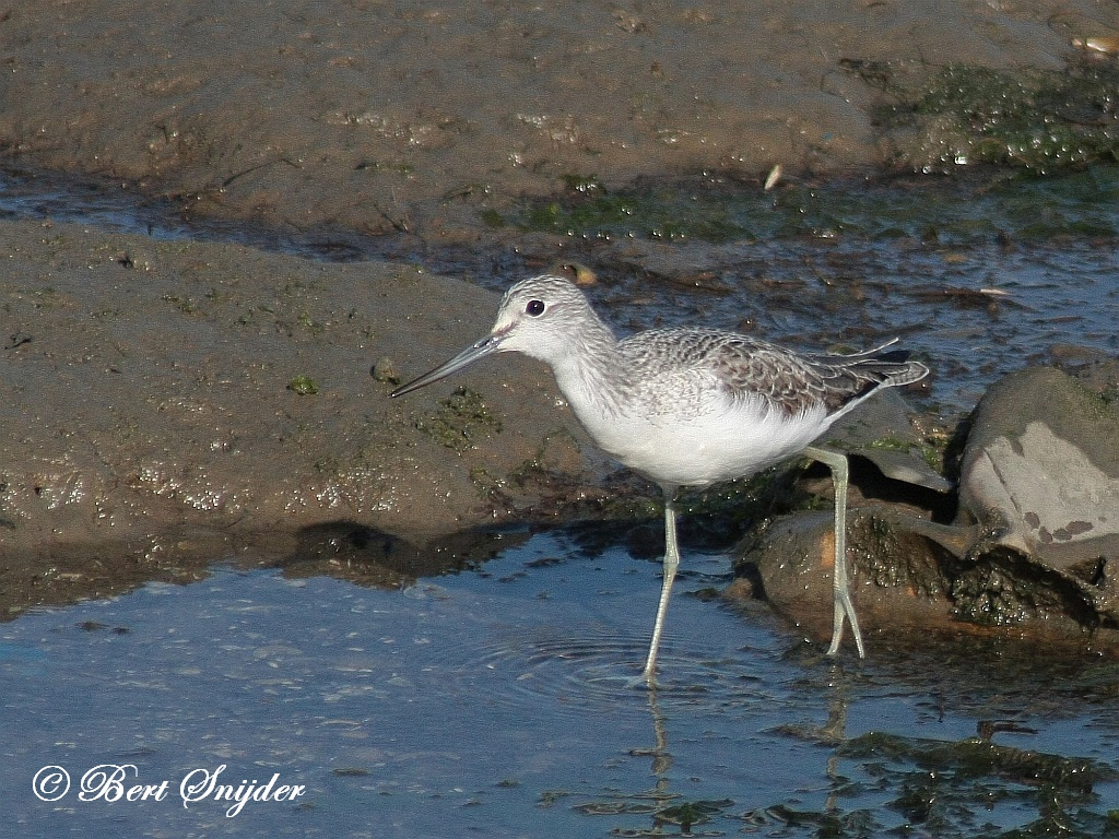 Greenshank Birding Portugal