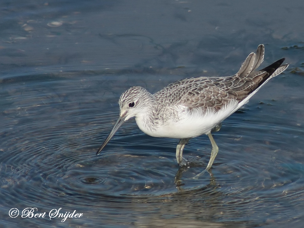 Greenshank Birding Portugal