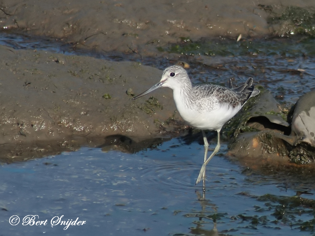 Greenshank Birding Portugal